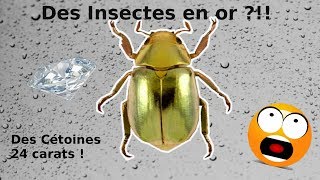 Les plus beaux insectes délevage [upl. by Idnam]