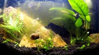 Nerite Snail time lapse [upl. by Enecnarf52]