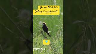 Bobolink Calks Birds2njoy [upl. by Harim690]