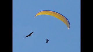 Paragliding Algodonales 2027 maart 2011 [upl. by Rehttam]