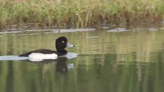 DSCN1153 Tufted duck [upl. by Orlene]