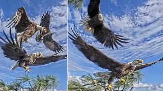 SWFL Bald Eagles 🦅🦅 F23 amp M15 eject persistent intruders from nest area 😲 2024 Jan 27 [upl. by Weihs209]