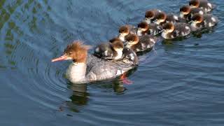 Baby Ducks Mergansers [upl. by Ulphia]