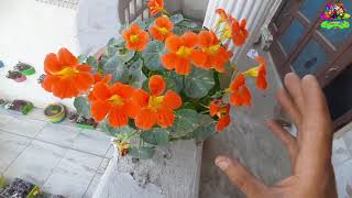 💐nasturtium फूल के पौधे की देखभाल💐grow amp care nasturtium flower💐winter flower💐 [upl. by Zischke]