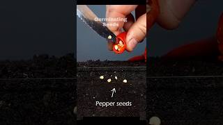 Growing Chili Pepper Plant From Seed Time Lapse Shorts [upl. by Vassaux408]