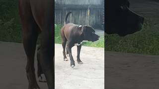 King pitbull shadow the pitbull 🔥shortspitbull dog youtube [upl. by Nhguavahs]