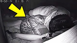 Cat Won’t Stop Staring At Dad All Night Dad Checks Video On The Hidden Camera And Realizes Why [upl. by Enilarac]