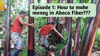 Episode 1 How to make money in Abaca Fiber [upl. by Adyaj]