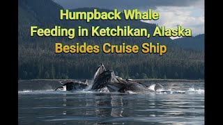 Humpback whale feeding in Ketchikan Alaska [upl. by Sirref]