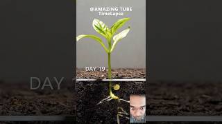 Pepper plant 🤯 amazing growing from seed shorts [upl. by Gut521]