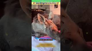 चाचा और मूस का अनोखा रिश्ता 💖 animal animals animallover animalrescue dog [upl. by Scherle]