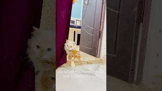 Billu ke bacche bolne lage😳catcomedy cat billicomedy billucat catvideo sajidcat billug [upl. by Ailuy]