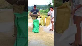 The method of quickly loading grain into a bag in action [upl. by Edelsten852]