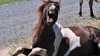 Chincoteague Wild Ponies on Assateague Island VA [upl. by Aurelius]