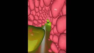 Digestive system small intestine villi 3D Animation [upl. by Aicilla]