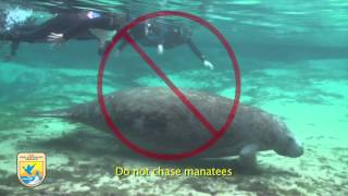 Crystal River Refuges quotManatee Mannersquot for Swimmers [upl. by Lyndsey]