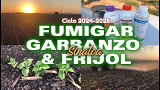 FUMIGAR GARBANZO Y FRIJOL PARA LA PLAGA agricultura sinaloa [upl. by Anileuqcaj]