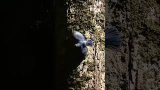 Velvetfronted Nuthatch in Action  Bird Videos birds [upl. by Peony]