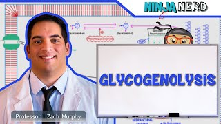 Metabolism  Glycogenolysis [upl. by Alil707]