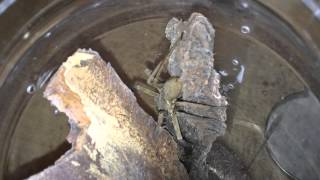 Heteropoda venatoria Feeding Video [upl. by Llyrpa191]