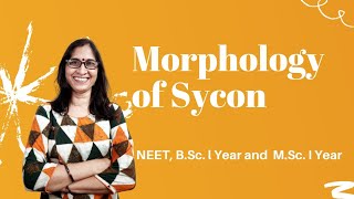 Morphology of Sycon l NEET BSc and MScl Dr Ranjana Gupta l [upl. by Seluj]