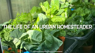 Life As An Urban Homesteader urbanfarming homesteading urbanhomesteading [upl. by Camm]