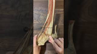 Fibularis peroneal Muscles [upl. by Aivatan]