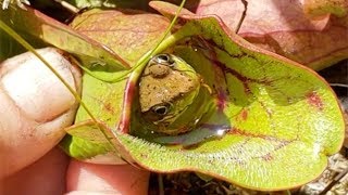 Carnivorous Plant Eats Frog Alive [upl. by Nosneb39]