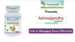 Ashwagandha Withania somnifera  Best Nervine Tonic  Less Stress More Energy amp Stamina [upl. by Reste659]