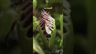 Venus Flytrap Eats ONLY This Many Insects In Its Lifetime shorts [upl. by Dniren]