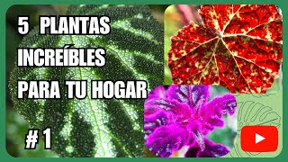 5 Plantas Esenciales para Terrario y Maceta 🌿  Guía MgzNatura 1 [upl. by Ennaerb]