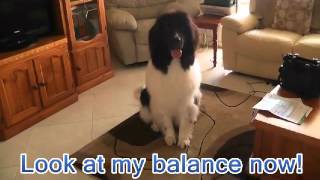 Landseer Newfoundland Dog Tricks 3  Mishka [upl. by Cottle]