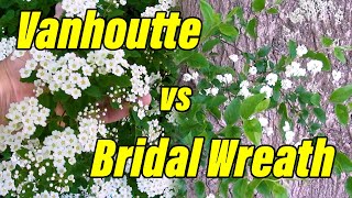 Vanhoutte Spirea vs Bridal Wreath Spirea  Spiraea x vanhouttei vs Spiraea prunifolia [upl. by Kailey188]