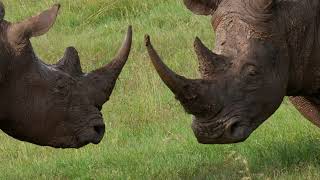 Young White Rhinocerous Fight [upl. by Odlawso]