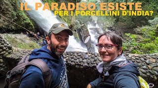 Il paradiso esiste per i Porcellini dIndia [upl. by Eltsyrk]