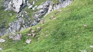 Ibex  Bouquetin Dam GrandeDixence  Barrage GrandeDixence  Valais  Switzerland  26072024 [upl. by Arhat]