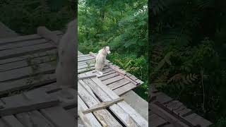 Beautiful bird voices amp limping stray dog Nature Buddies shorts trending shortsfeed viralvideo [upl. by Latoya698]