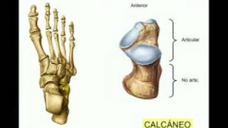 osteología del miembro inferior parte n°9 [upl. by Airamalegna]