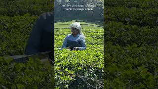 Tea estate on the way to Aanakulam 💚💚💚 tuskertours sreesvideography naturelover teaestates [upl. by Aeslek]