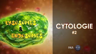 2 CYTOLOGIE  Les lysosomes et les endosomes par 🌚 [upl. by Nostrebor]