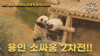 안녕할부지 하드 탈탈 털어바오 미공개 영상 시리즈 30편  용인 소싸움 2차전 [upl. by Blancha733]