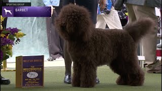 Barbets  Breed Judging 2023 [upl. by Burnett]