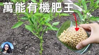 SUPER fertilizer in kitchen 廚房裡的萬能有機肥王 肥力超強 做一次用一整年 種菜養花必備 [upl. by Cimbura]