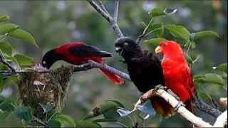 Nature And Wildlife Video – Bird and animal is beautiful creature on our planet [upl. by Ranilopa]