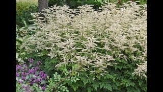 Best Perennials  Aruncus Misty Lace Goats Beard [upl. by Rodgers947]