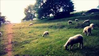 Sounds of life  Sheep Grazing in the Field  Germany  HD [upl. by Leiuqese]