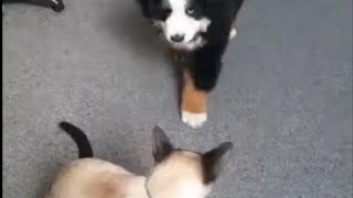 Bernese Mountain puppy loves tackling her Siamese sister [upl. by Hirsh]