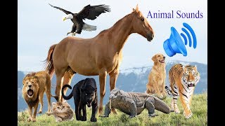 Animal Sounds for Kids More than 40 Amazing the Animals Song [upl. by Tasia]