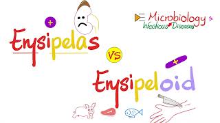 Erysipelothrix vs Erysipelas of Streptococcus pyogenes Group A Streptococci  Comparison [upl. by Bernard]