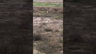 Rabbit hunting using Falcon🙄 nature [upl. by Adaha575]